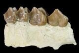 Oreodont (Merycoidodon) Jaw Section - South Dakota #157403-1